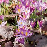 Największą słabością właścicieli ogrodu są przebiśniegi. Dlatego najlepiej odwiedzić ich wiosną.