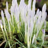 Największą słabością właścicieli ogrodu są przebiśniegi. Dlatego najlepiej odwiedzić ich wiosną.