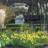 Pełen narcyzów ogród w Painswick