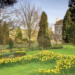 Pełen narcyzów ogród w Painswick