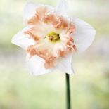 Narcyz Edinburgh. Milion i jeden narcyzów