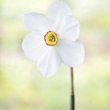 Milion i jeden narcyzów. Milion i jeden narcyzów