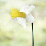 Narcyz Golden Echo. Milion i jeden narcyzów