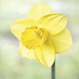 Milion i jeden narcyzów. Milion i jeden narcyzów