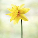 Narcyz Flore Pleno. Milion i jeden narcyzów