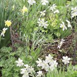 Milion i jeden narcyzów