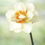 Narcyz Orange Queen. Milion i jeden narcyzów