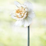 Narcyz Petit Four. Milion i jeden narcyzów