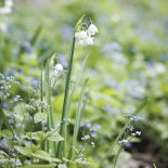 Milion i jeden narcyzów
