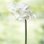 Milion i jeden narcyzów. Milion i jeden narcyzów