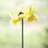 Narcyz Latvian Freedom. Milion i jeden narcyzów