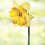 Narcyz Centannes. Milion i jeden narcyzów