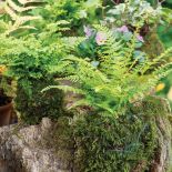 Narecznica czerwonozawijkowa i Próchniczek błotny