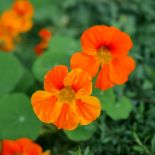 jak wygląda nasturcja