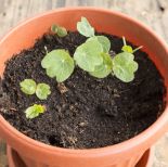 Nasturcje nadają się i do ogrodu, i do donic.