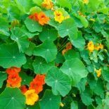 Jeśli nasturcja rośnie w cieniu lub gdy ma zbyt żyzna glebę, ma mniej kwiatów, za to więcej liści.