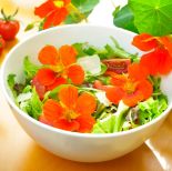 Kwiaty nasturcji są jadalne