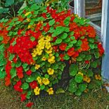 Najpopularniejsza w Polsce jest nasturcja większa (Tropaleum majus) o dużych kwiatach i okrągłych liściach.