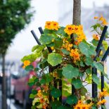 Nasturcja pnąca w przestrzeni miejskiej.