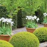 Tulipany, powojniki i szałwie między altanami