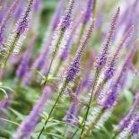 Ogród w Holandii: trochę w cieniu, trochę w słońcu