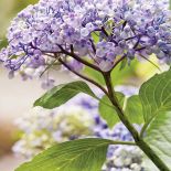 Ogród w Holandii: trochę w cieniu, trochę w słońcu