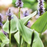 Ogród w Holandii: trochę w cieniu, trochę w słońcu