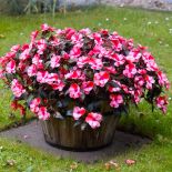 Niecierpek – uprawa, pielęgnacja, wymagania