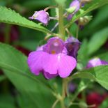 Niecierpek – uprawa, pielęgnacja, wymagania