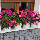 Niecierpek na balkon