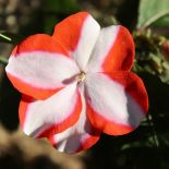 Niecierpek – uprawa, pielęgnacja, wymagania