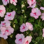 Niecierpek kwiaty na balkon i do ogrodu