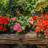 Niecierpek – uprawa, pielęgnacja, wymagania