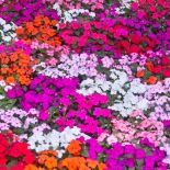 jak wygląda niecierpek