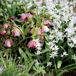 Niepozorne białe kwiatki pozwalają odpocząć oczom.