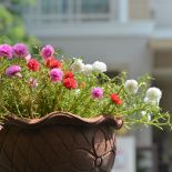 portulaka niewymagające kwiaty na balkon