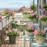 pelargonia bluszczolistna to jeden z najbardziej odpornych kwiatów balkonowych