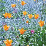 Niezapominajkowa łączka. Ogród miłości