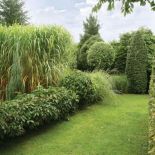 Niski żywopłot to winobluszcz, zza niego wygląda ogromny miskant.