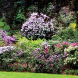 Obfitość kwitnienia zachwyca. W różanecznikowym ogrodzie