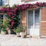 Obsypana kwiatami pnąca róża jest wspaniałą ozdobą tarasu.