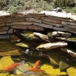 Oczko wodne z płynącą wodą i japońskimi karpiami.