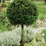 Odpowiedni dobór roślin wprowadził do ogrodu ciekawą kolorystykę.