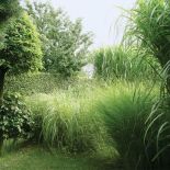 Ogrd pełen traw i drzew. Ogród pełen traw i żywopłotów