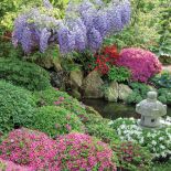 Przepis na ogród japoński? Kiście fioletowych glicynii i bzów oraz olbrzymie kępy misternie przyciętych azalii