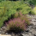 Ogród japoński. Kamień, oranżeria, ogród, rośliny, woda w ogrodzie, mostek, ogród japoński