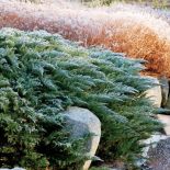 Ogród japoński pod śniegiem. Ogród japoński pod śniegiem