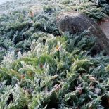 Ogród japoński pod śniegiem. Ogród japoński pod śniegiem