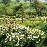 Ogród kończy się łąką z żonkilami. Na jej skraju rośnie kilkanaście dzikich jabłonek. Kwiedy kwitną,