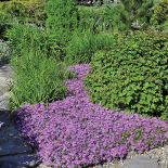 Ogród ma cieszyć oko przez cały rok. Posadzone w nim rośliny nie kwitną wszystkie naraz, ale w kolejnych miesiącach,